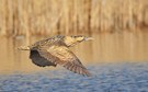 Rohrdommel im Flug