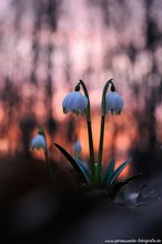 Märzenbecher im Auwald II