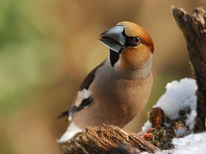 Kernbeißer (coocothraustes coccothraustes)