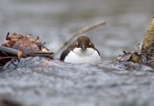 "Flachlandpinguin" , zeitweilig in Mecklenburg