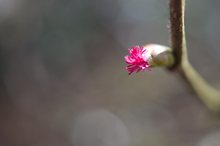 Weibliche Haselblüte