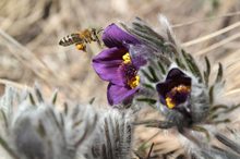 Frühling wird's