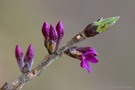 Und es wird doch Frühling ...