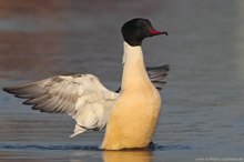 Gänsesäger (Mergus merganser)