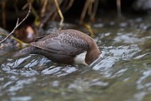 "Wasserlugende" Wasseramsel...