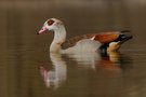 Nilgans  (Alopochen aegyptiacus)