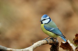 Blaumeise im Buchenwald