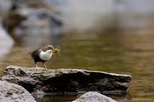 Meine erste Wasseramsel