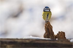 Ich bin der Größte