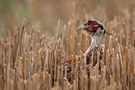 mausernder Fasan (Phasianus colchicus) im Stoppelfeld II