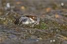 Wasseramsel mit Beute