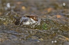 Wasseramsel mit Beute