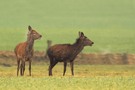 Rothirsche im Feld