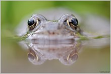 Grasfrosch (Rana temporaria)