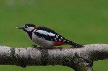 Buntspecht im Nieselregen