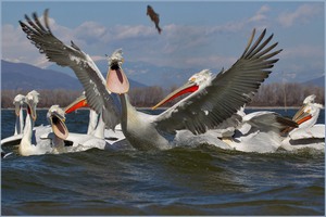 „Fliegende Fische...“