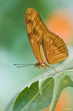 Dryas iulia