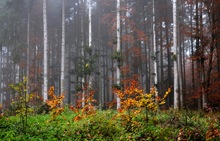 Herbstlicher Wald