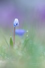 Blausternchen