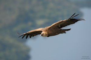 In Vorfreude auf die Geier...