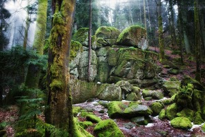 Im Wald bei Regen