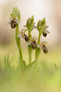 Ophrys umbilicata