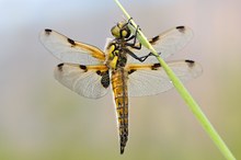 Der Vierfleck (Libellula quadrimaculata)