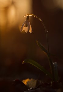 Im Scheine des Lichtes...