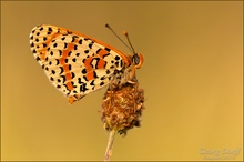 Roter Scheckenfalter (Nymphalidae)