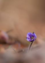 Anemone hepatica