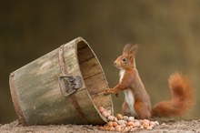 Red squirrel hits the jackpot