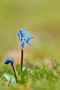 Blaustern