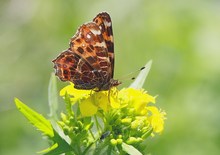 Landkärtchen,Sommergeneration