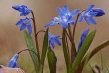 Nun blüht der Blaustern hier "blauer"...