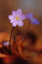 Hepatica nobilis