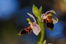 Lapethos-Ragwurz (Ophrys lapethica)