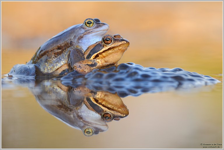 Moorfrosch (Rana arvalis)