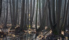 ... langsames Erwachen im Bruchwald....