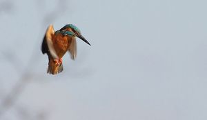 Rüttelflug des Eisvogels