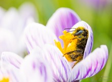 Im Schoß der Blüte