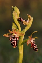 Kotschys Ragwurz (Ophrys kotschyi)