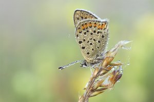 Schwefelvögelchen