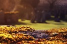 Nature's Gold