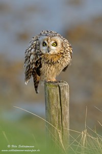 Sumpfohreule (wildlife, ND)