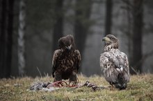Jung und Jünger