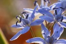 Scilla bifolia