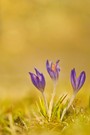 Krokus im Licht