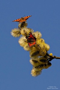 Fuchsjagd auf dem Baum...