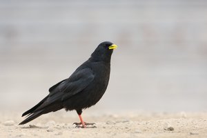 Alpendohle (Pyrrhocorax graculus)