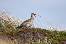 Großer Brachvogel